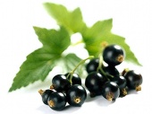 Смородина (лист)(Ribes nigrum) фото в интернет-магазине эко товаров из Горного Алтая