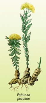 Родиола розовая (золотой корень)(Rhodiola rosea)