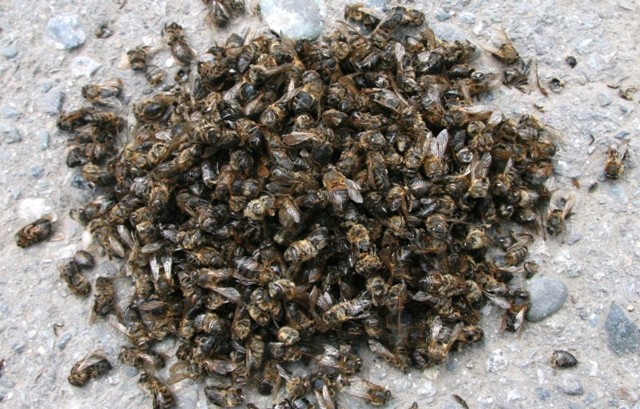 Пчелинный подмор (35-40 гр.)