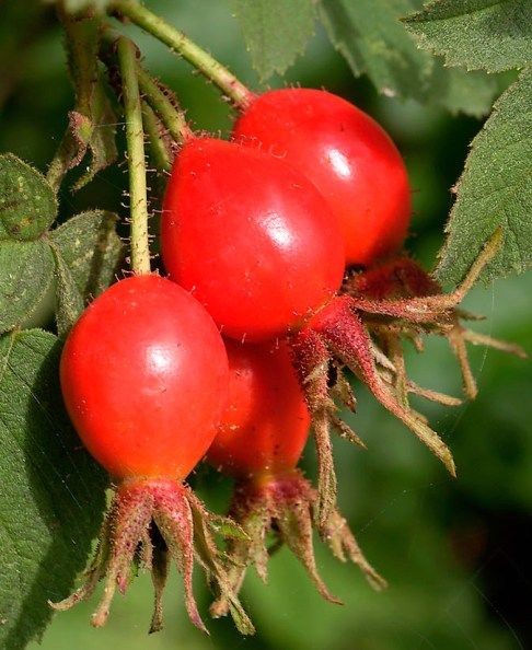 Шиповник (плоды)(Rosa cinnamomea) (100 гр.)