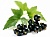Смородина (лист)(Ribes nigrum) фото в интернет-магазине эко товаров из Горного Алтая