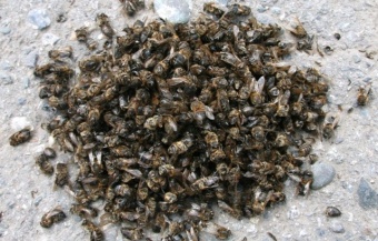 Пчелинный подмор (35-40 гр.) купить качественный из Горного Алтая ...